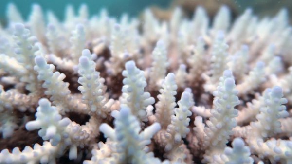 The Great Barrier Reef has lost half its corals within 3 decades